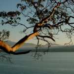 a madrona tree sits over the Salish Sea